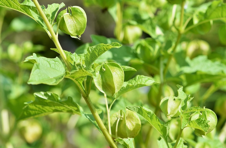 Physalis im Frühling